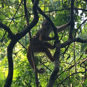 shock-headed capuchin (Cebus cuscinus)
