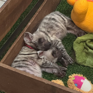 Striped hyena cub