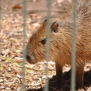 Capybara