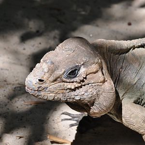 Rhinoceros Iguana