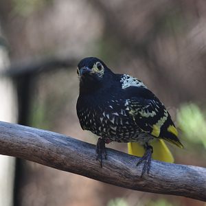 Regent Honeyeater