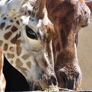 Giraffes 'Unyezi' & 'Kimya'