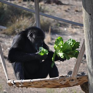 Chimpanzee munching on lettuce