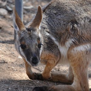 Yellow Footed Rock Wallaby
