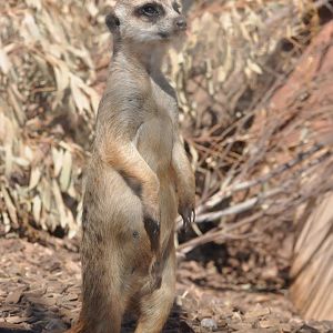 Meerkat