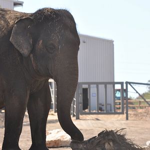 Asian Elephant 'Burma'