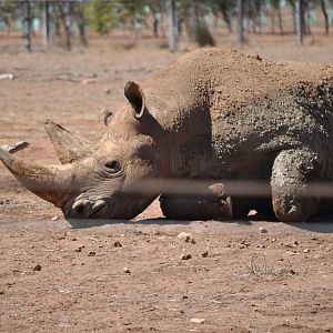 Black Rhinoceros 'Iduna'