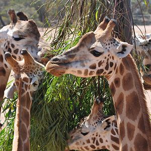 Giraffes Browsing