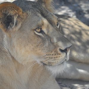 Lioness