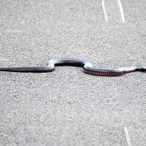Red-bellied Black Snake