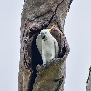 Sulphur-crested Cockatoo