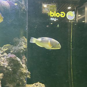 orange-dotted tuskfish (choerodon anchorago)