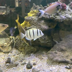 convict tang (acanthurus triostegus)