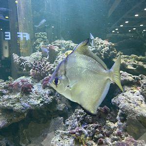 silver moonyfish (monodactylus argenteus)