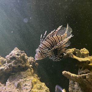 red lionfish (pterois volitans)