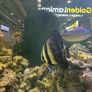 teira batfish (platax teira)