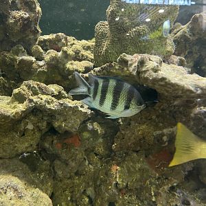 scissortail sergeant (abudefduf sexfasciatus)