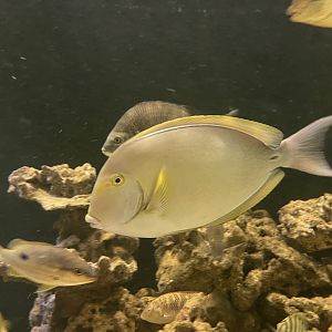 yellowfin surgeonfish (acanthurus xanthopterus)