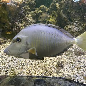 indonesian sawtail (prionurus chrysurus)