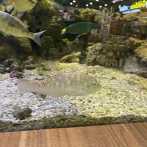 bubblefin wrasse (halichoeres nigrescens)