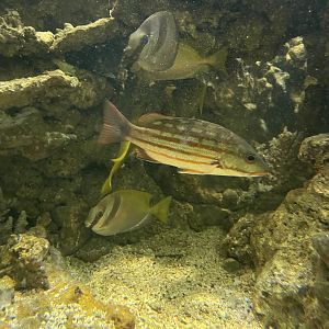 checkered snapper (lutjanus decussatus)