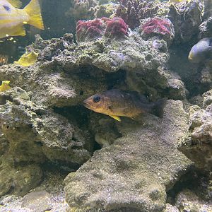 moluccan snapper (lutjanus boutton)