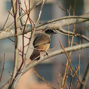 Masked Laughing Thrush (Pterorhinus perspicillatus)