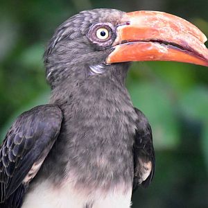 Crowned Hornbill (Lophoceros alboterminatus)