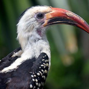 Northern Red-billed Hornbill (Tockus erythrorhynchus)