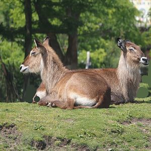 Serenga - Defassa waterbuck (Kobus ellipsiprymnus defassa), 2024-06-23