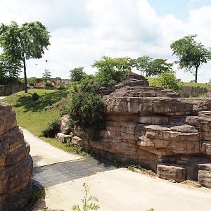 Serenga - Part of savanna exhibit, rocks and cattle grid for safari truck between savanna and camel/onager exhibits, 2024-06-23