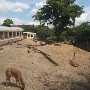 Serenga - Vicuña and Greater rhea exhibit, 2024-06-23