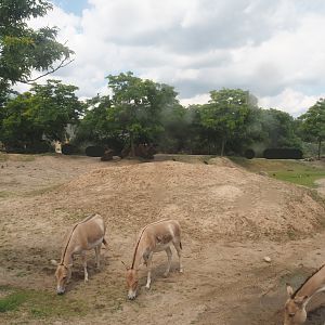Serenga - Domestic Bactrian camel and Persian onager exhibit, 2024-06-23