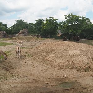 Serenga - Domestic Bactrian camel and Persian onager exhibit, 2024-06-23