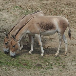 Serenga - Persian onagers (Equus hemionus onager), 2024-06-23