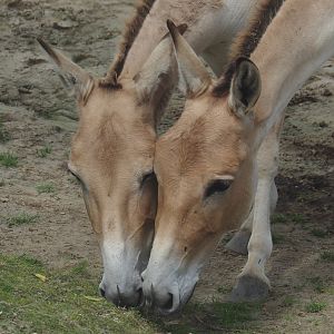 Serenga - Persian onagers (Equus hemionus onager), 2024-06-23