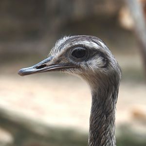 Serenga - Greater rhea (Rhea americana), 2024-06-23