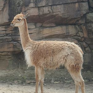 Serenga - Vicuña (Vicugna vicugna), 2024-06-23