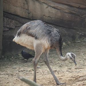 Serenga - Greater rhea (Rhea americana), 2024-06-23