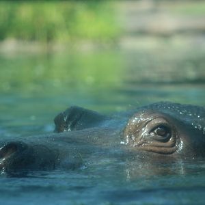 River Hippo