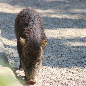 White-lipped Peccary