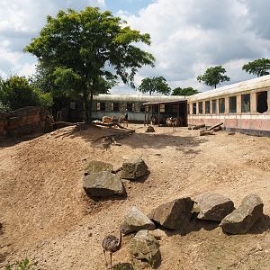 Serenga - Vicuña and Greater rhea exhibit, 2024-06-23