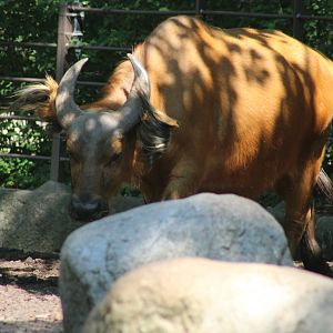 Congo Red Buffalo