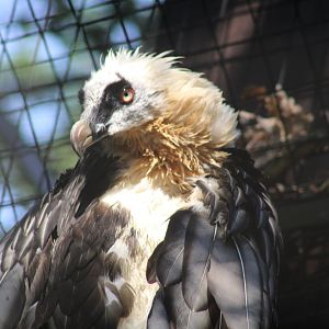 Bearded Vulture