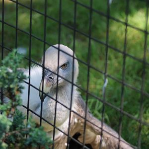 Western Eurasian Griffon Vulture