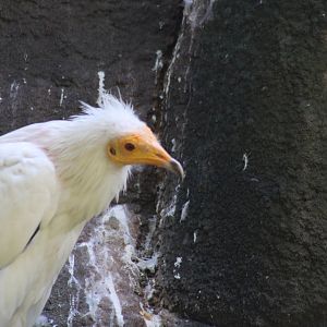 Egyptian Vulture