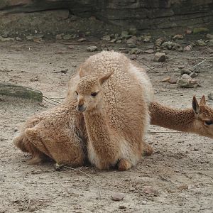 Serenga - Vicuñas (Vicugna vicugna), 2024-06-23