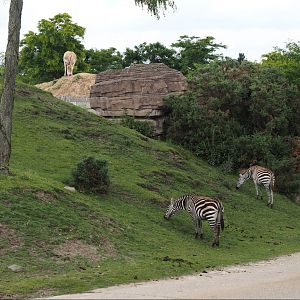 Serenga - Two equid species in one photo, 2024-06-23