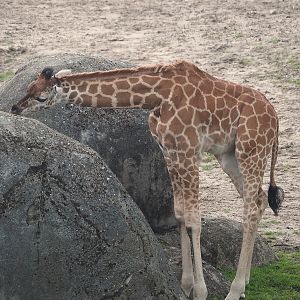 Serenga - Juvenile Rothschild's giraffe (Giraffa camelopardalis rothschildi), 2024-06-23