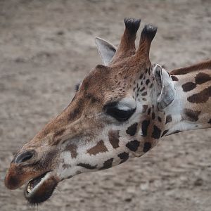 Serenga - Rothschild's giraffe (Giraffa camelopardalis rothschildi), 2024-06-23